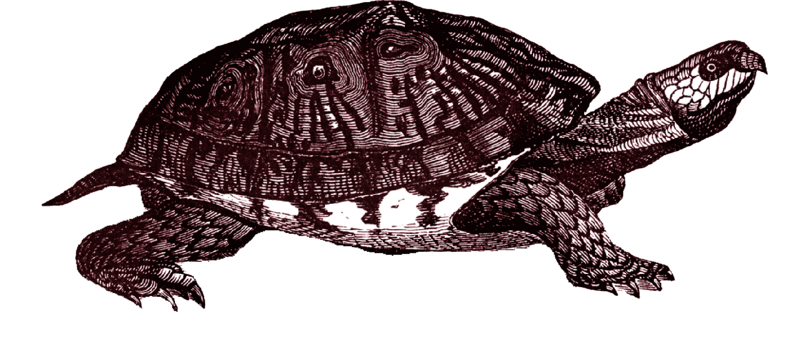 Box Turtle Clipart PNG Image