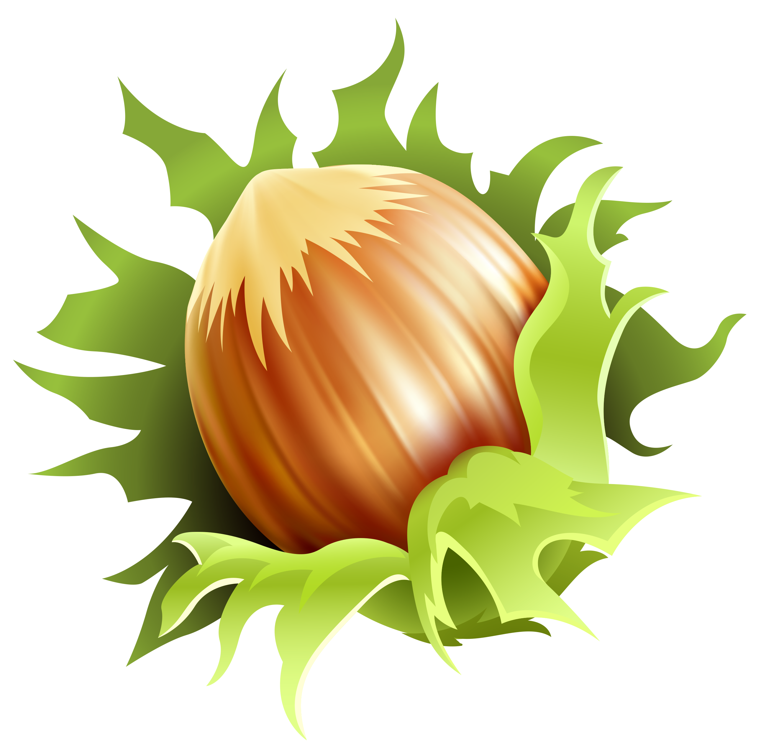 Vector Hazelnut Free HD Image PNG Image