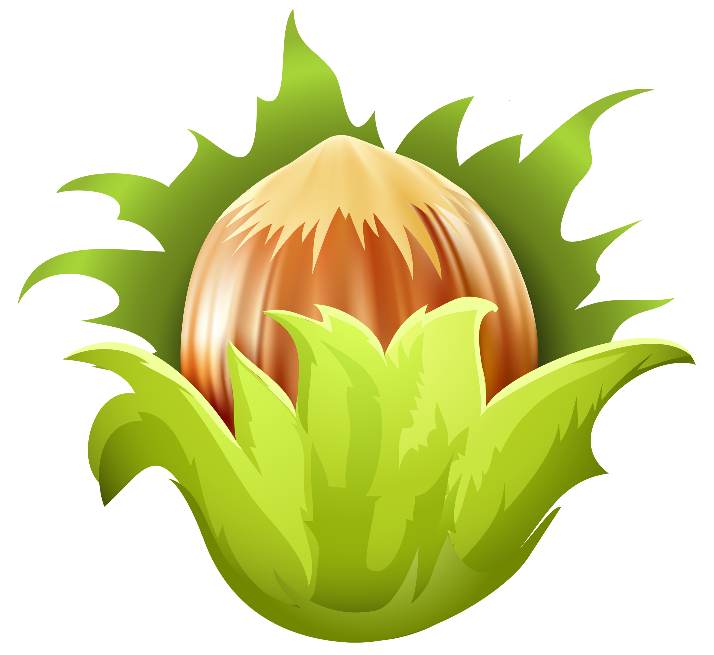 Vector Hazelnut Free HQ Image PNG Image