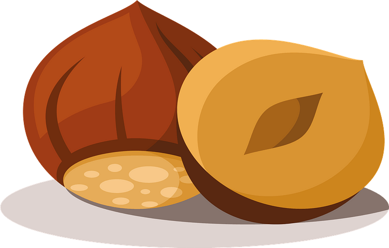 Vector Hazelnut Free HQ Image PNG Image