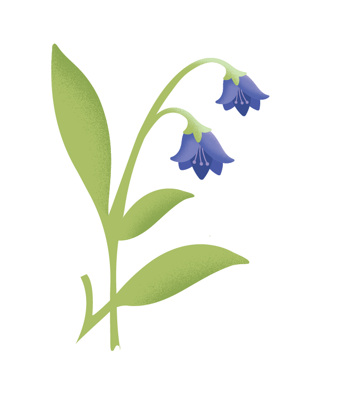 Vector Bluebells Free Download PNG HQ PNG Image