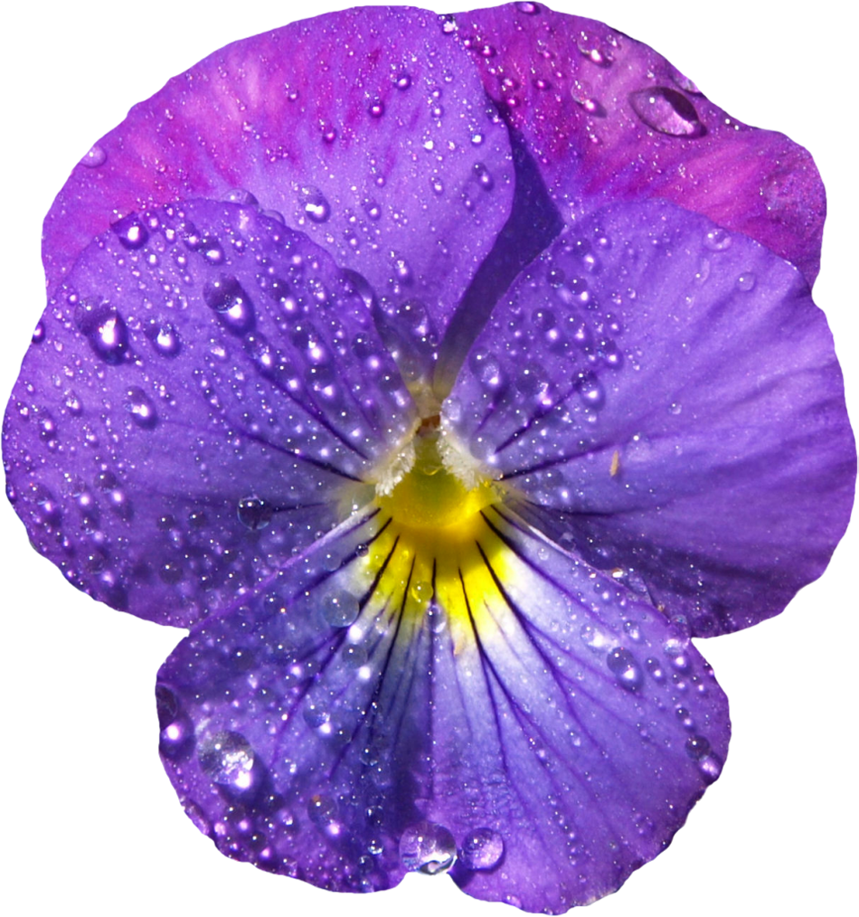 Violet Image PNG Image