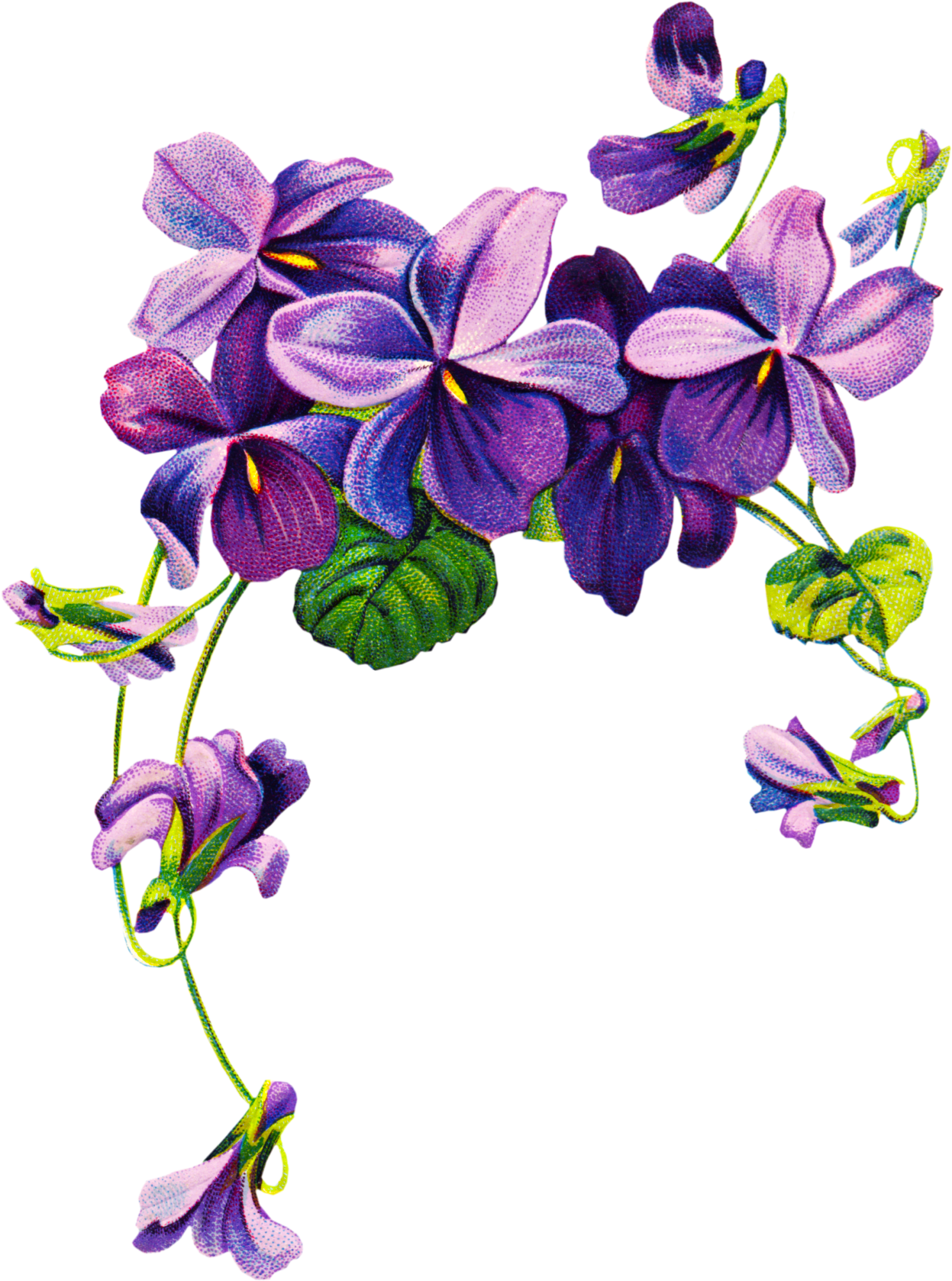 Violet Free Download PNG Image