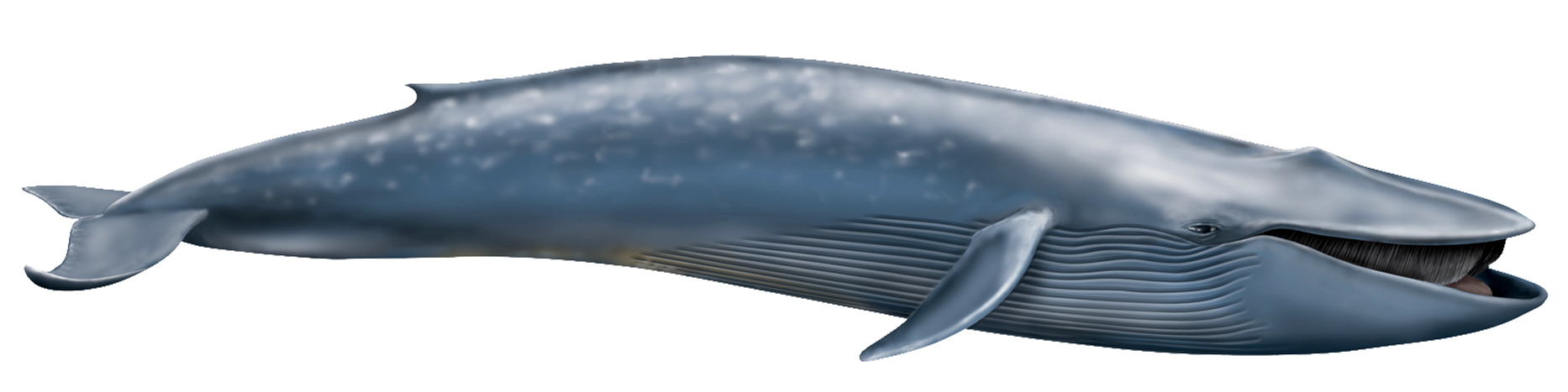 Blue Whale Transparent PNG Image