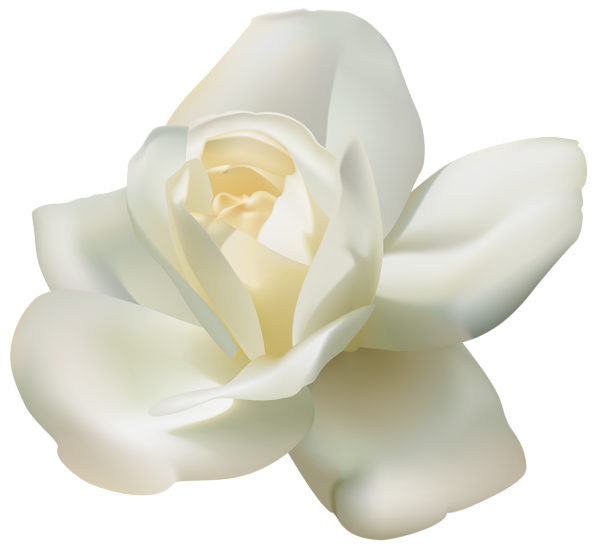 White Rose PNG Image