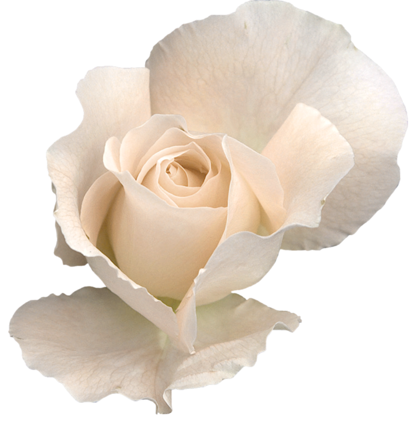 White Rose Transparent PNG Image