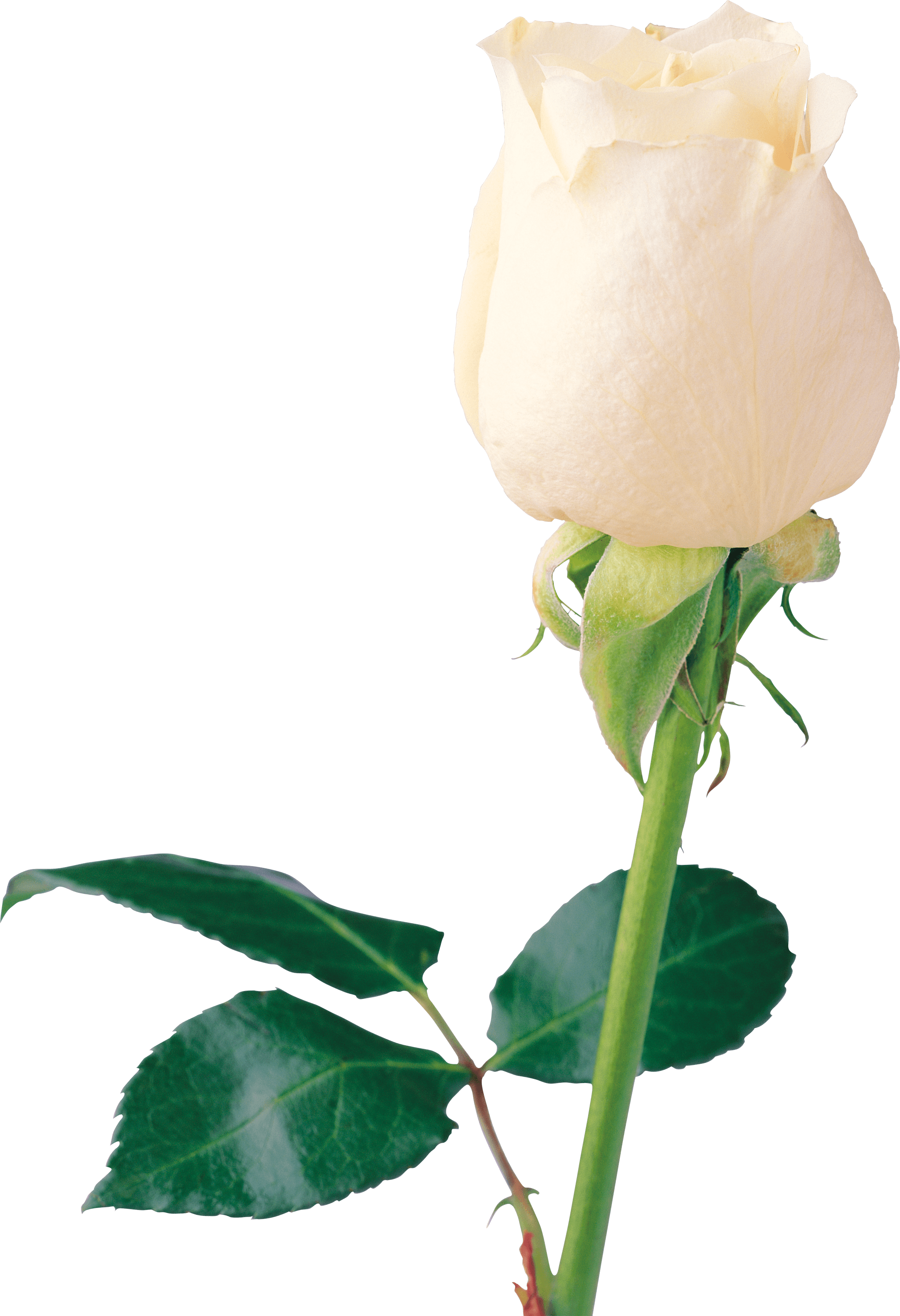 Beautiful White Rose PNG Image