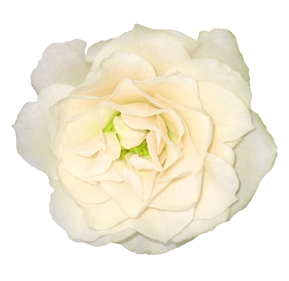 White Rose Png Image Flower White Rose Png Picture PNG Image