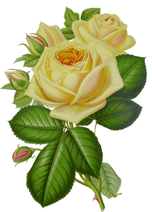 White Rose Png Image Flower White Rose Png Picture PNG Image