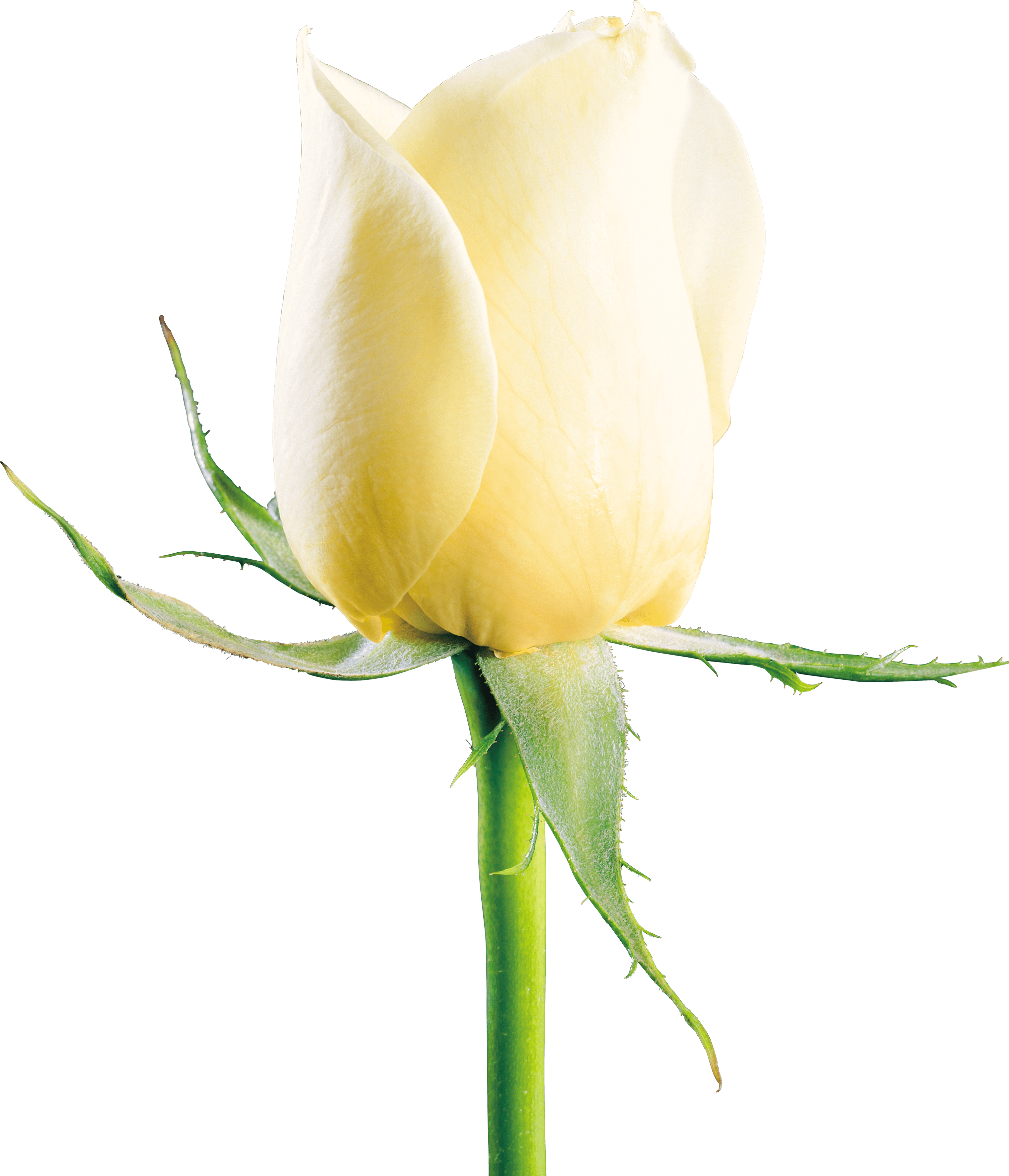 White Rose Png Image Flower White Rose Png Picture PNG Image