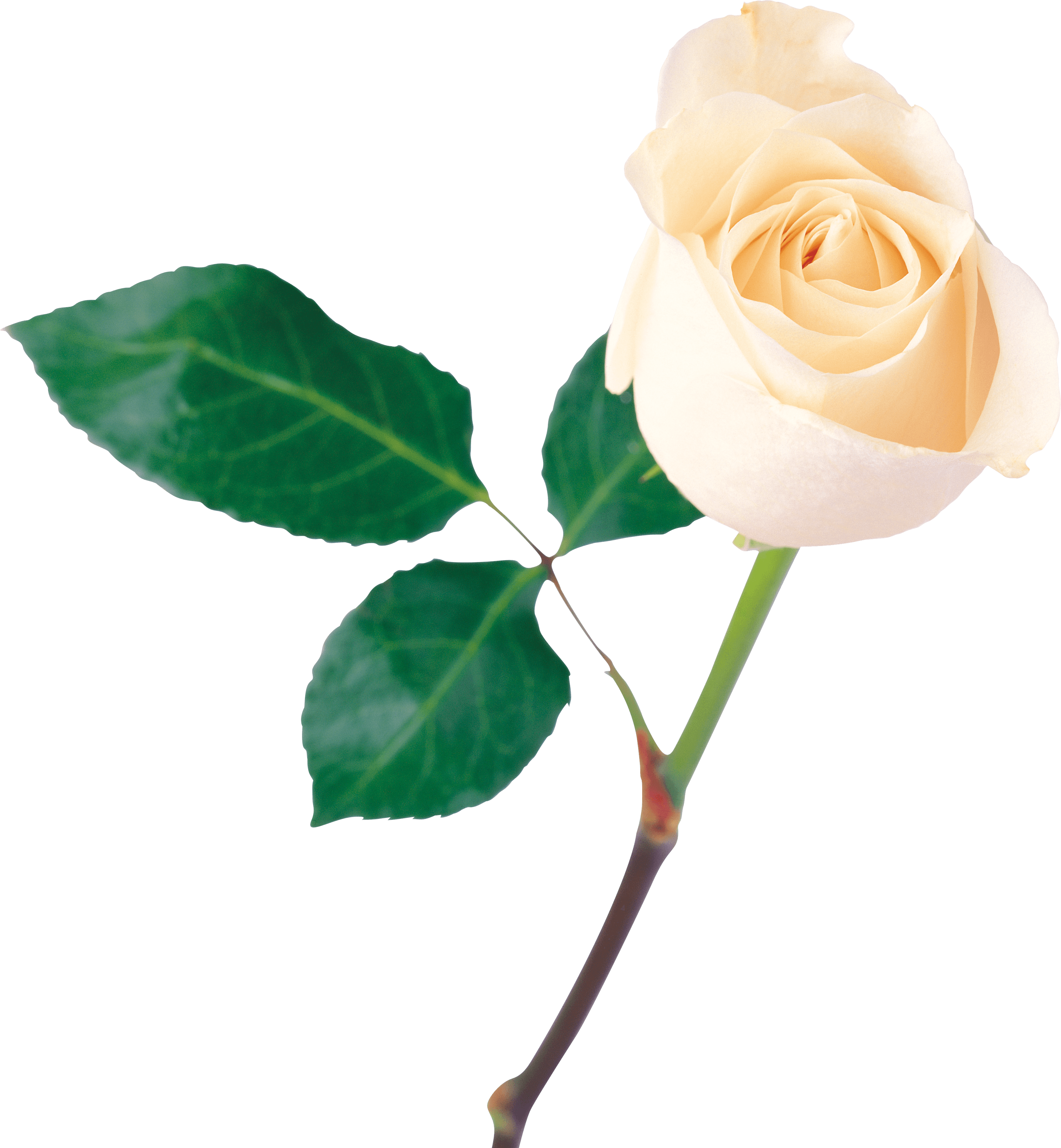 White Rose Png Image Flower White Rose Png Picture PNG Image