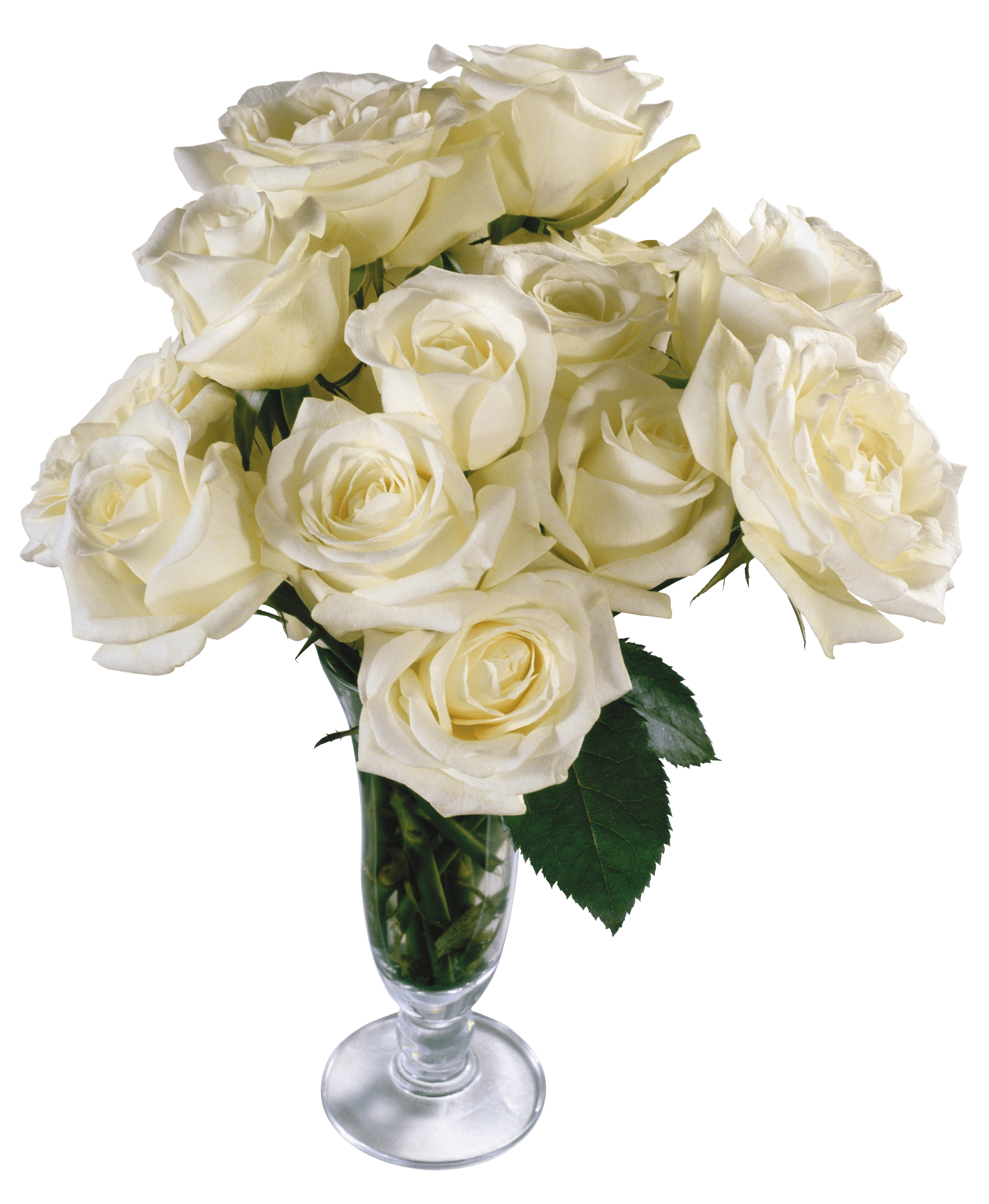 White Rose Png Image Flower White Rose Png Picture PNG Image