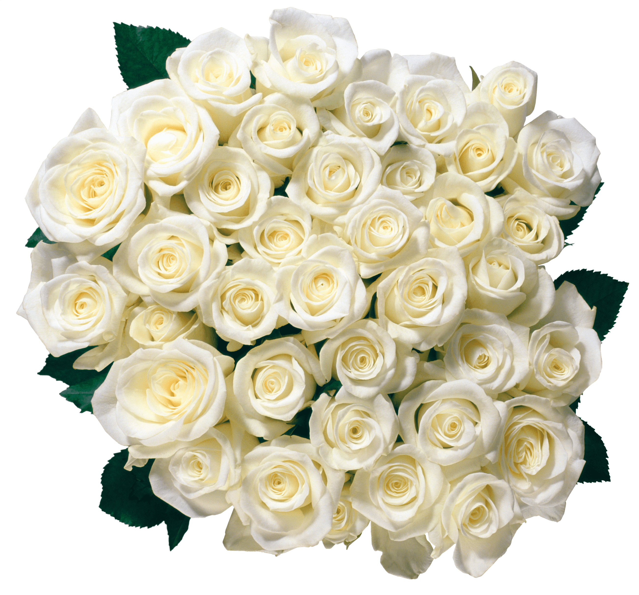 White Rose Png Image Flower White Rose Png Picture PNG Image