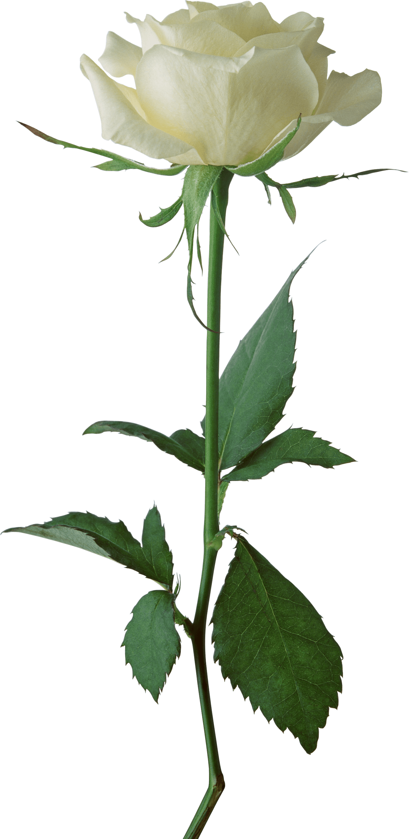 White Rose Png Image Flower White Rose Png Picture PNG Image