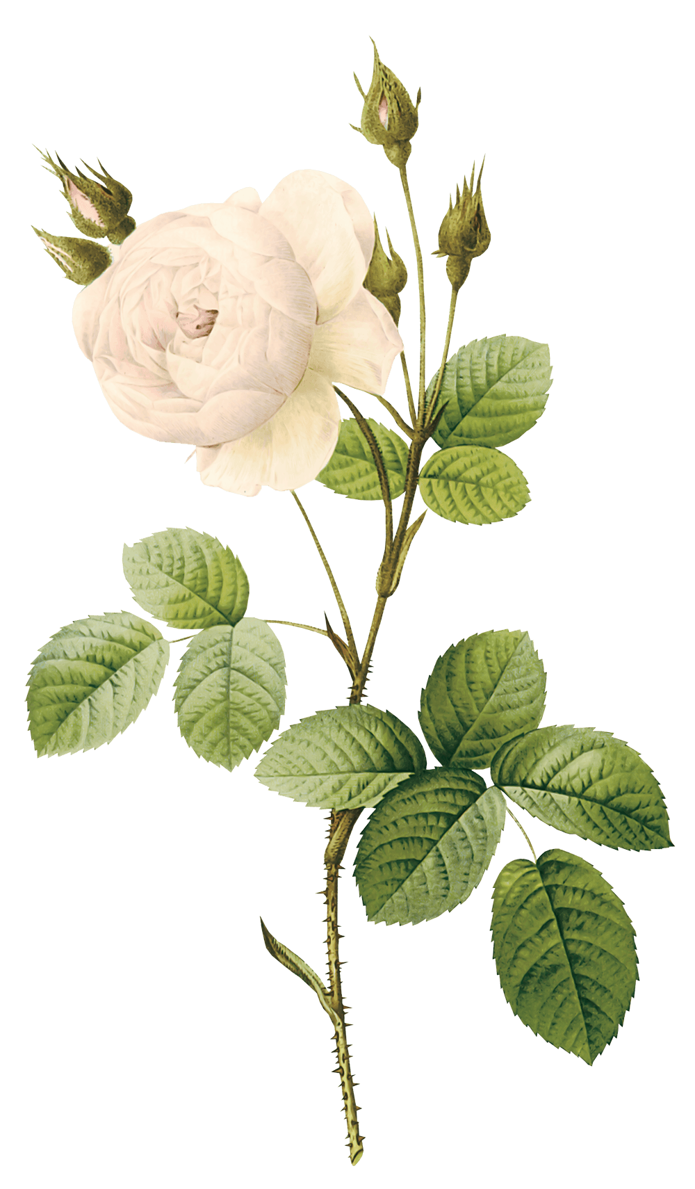 White Rose Png Image Flower White Rose Png Picture PNG Image