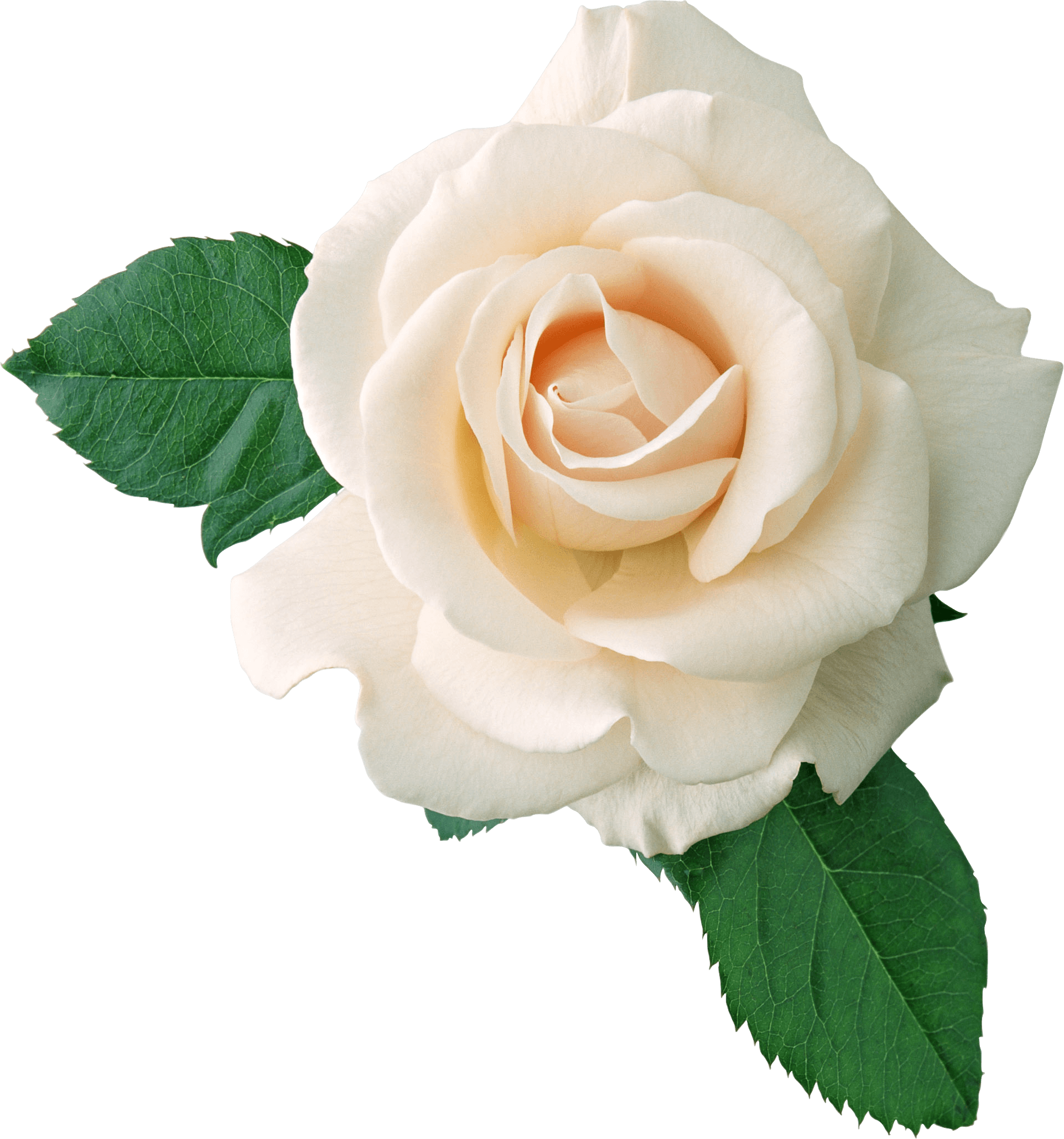 White Rose Png Image Flower White Rose Png Picture PNG Image