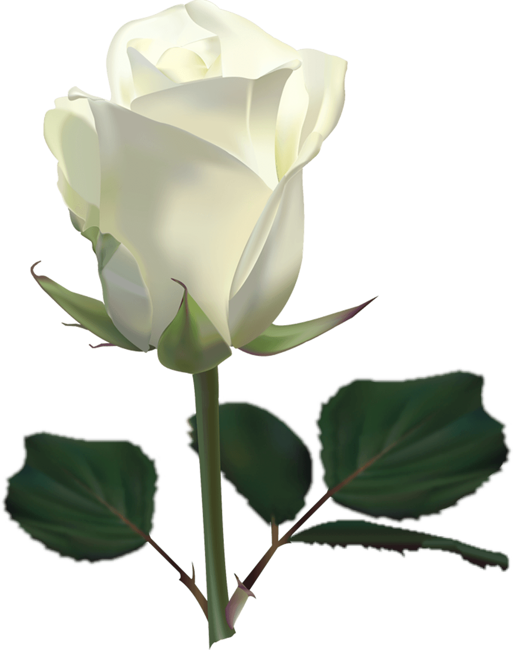 White Rose Png Image Flower White Rose Png Picture PNG Image