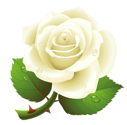 White Rose Png Image Flower White Rose Png Picture PNG Image