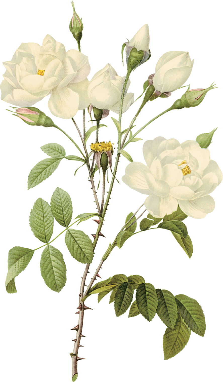 White Rose Png Image Flower White Rose Png Picture PNG Image