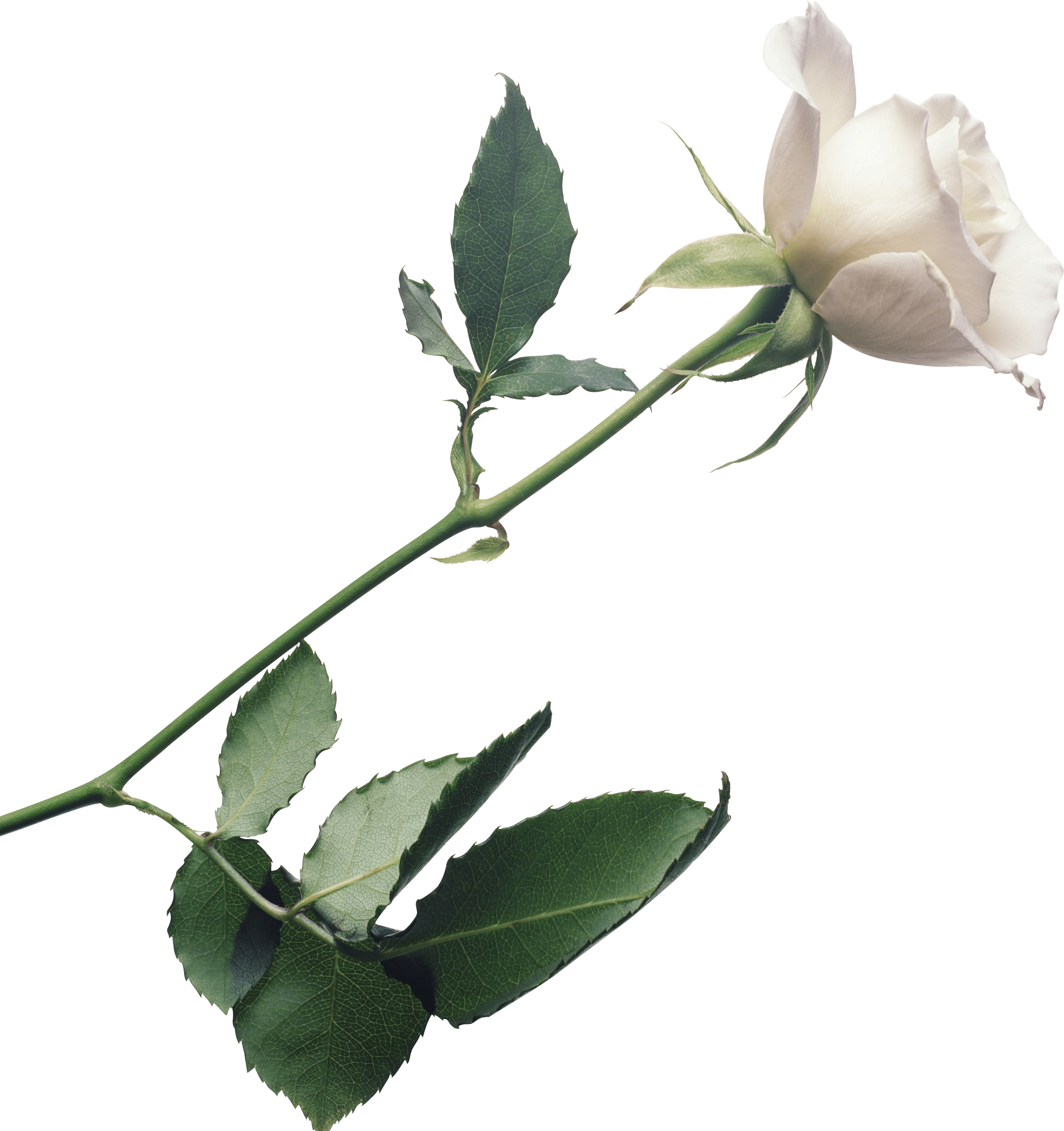 White Rose Png Image Flower White Rose Png Picture PNG Image