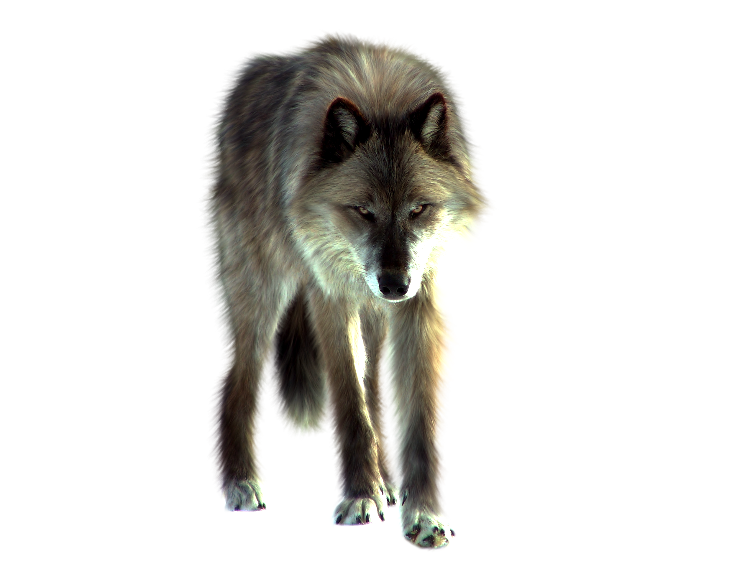 Wolf Png Image PNG Image