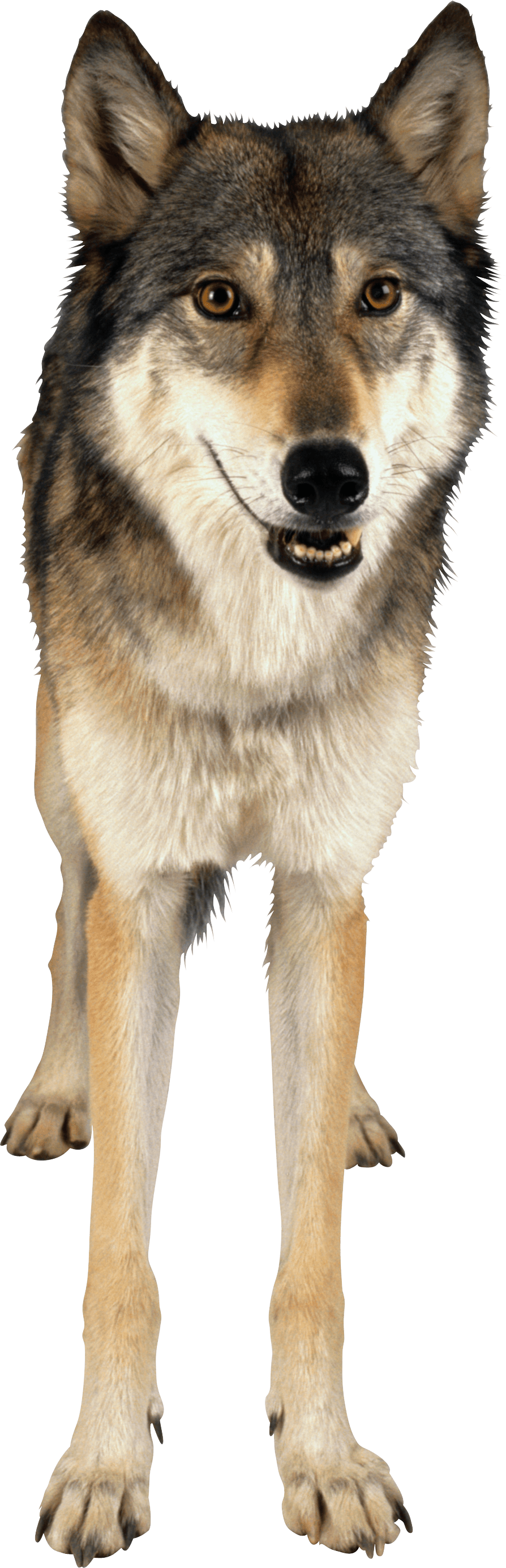 Wolf Png Image PNG Image