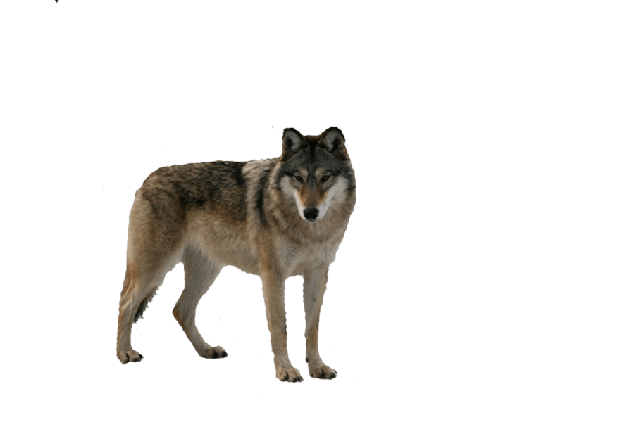 Wolf Png Image Picture Download PNG Image