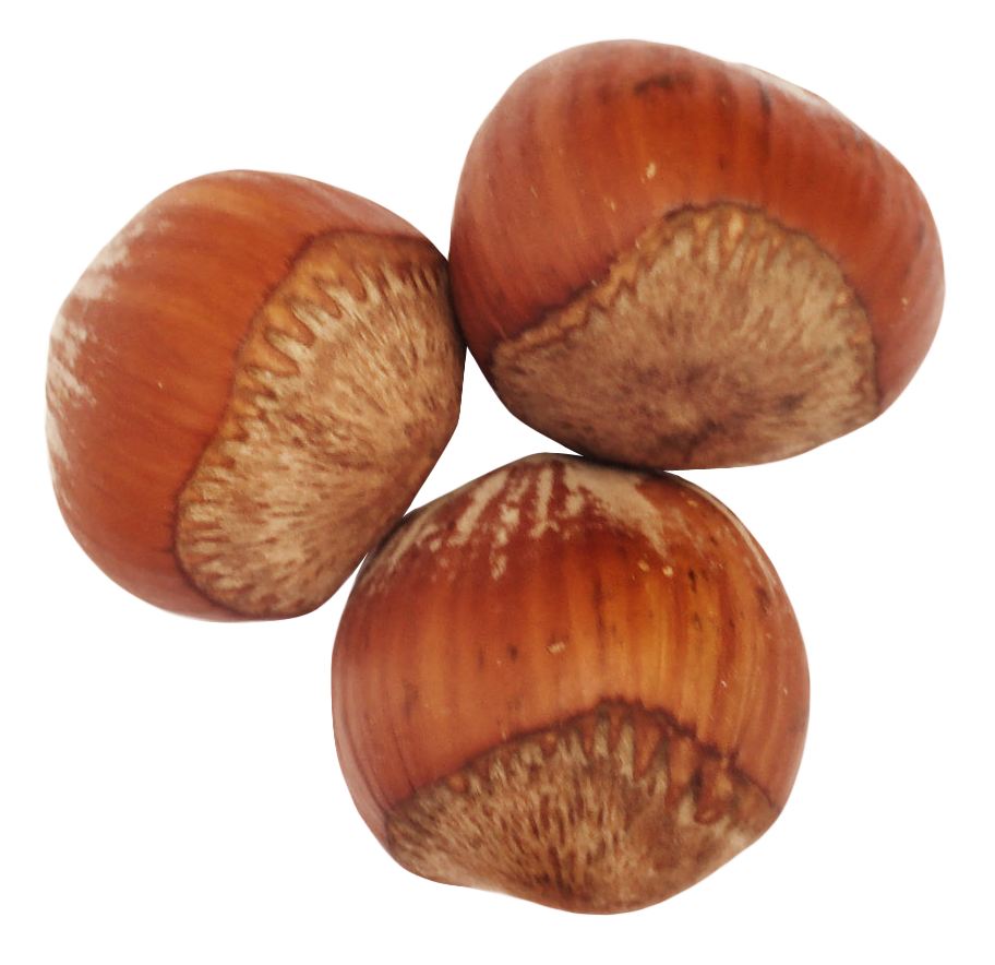 Edible Hazelnut Free Transparent Image HD PNG Image