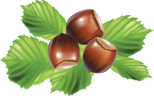 Edible Hazelnut Download Free Image PNG Image