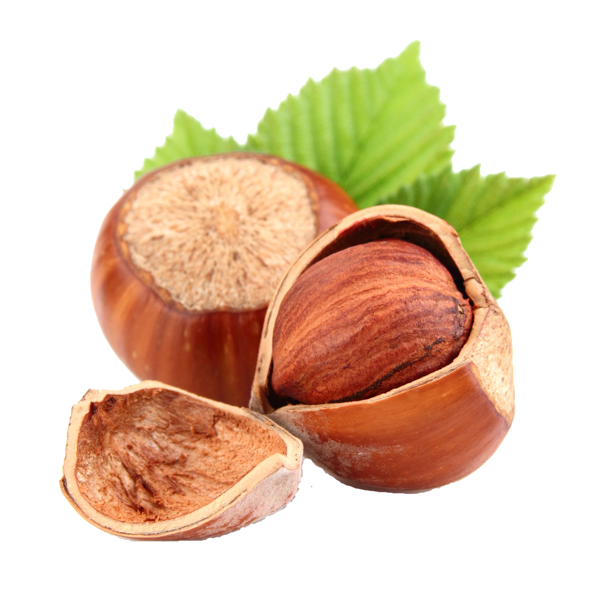 Hazelnut Free HQ Image PNG Image