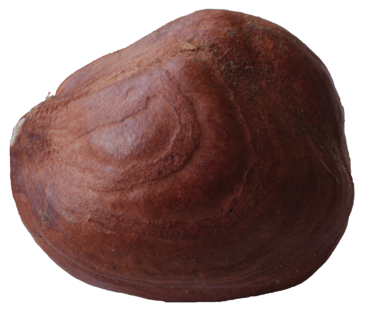 Hazelnut Download HD PNG Image