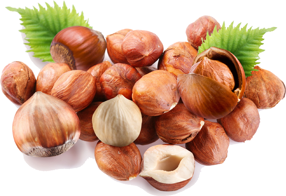 Photos Hazelnut Download Free Image PNG Image