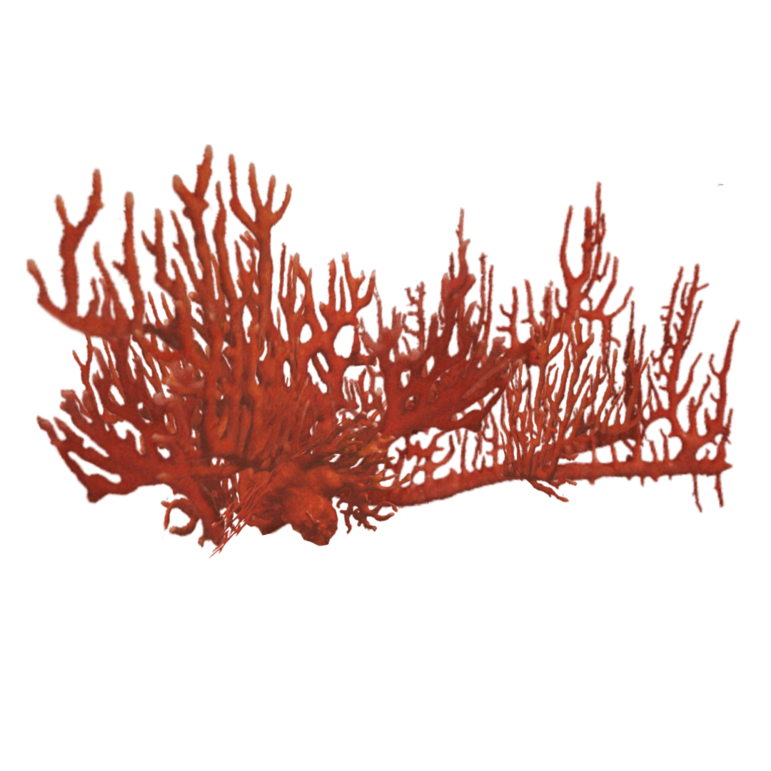 Coral Red PNG File HD Transparent PNG Image