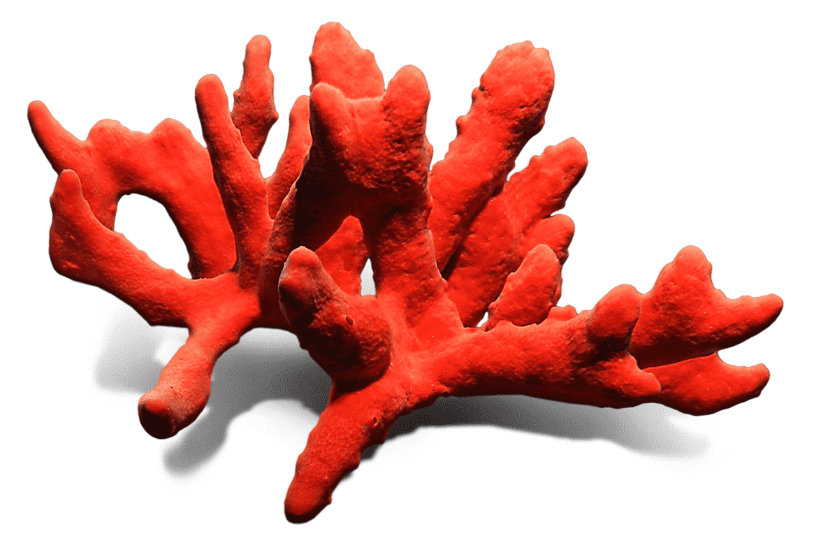 Precious Coral Red Free Photo Transparent PNG Image