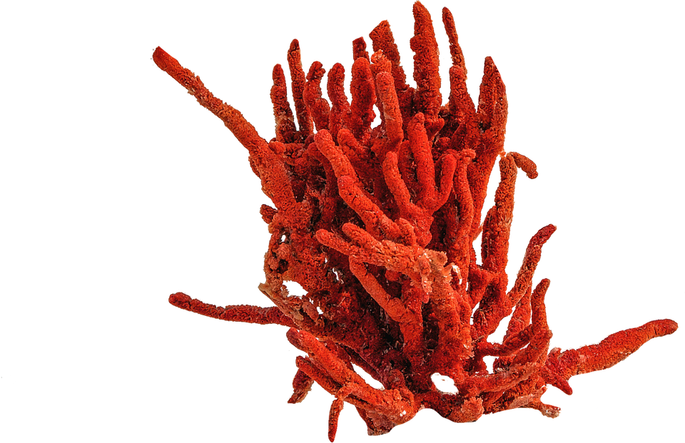 Precious Coral Red Free Download PNG HD Transparent PNG Image