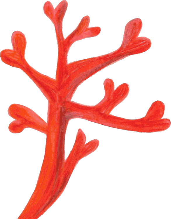 Precious Coral Red PNG Download Free Transparent PNG Image