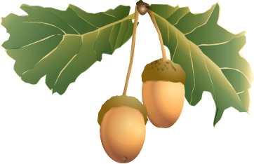 Acorn Png Image Acorns Transparent PNG Image