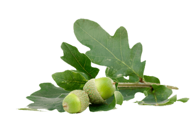 Acorn Png Image Acorns Transparent PNG Image