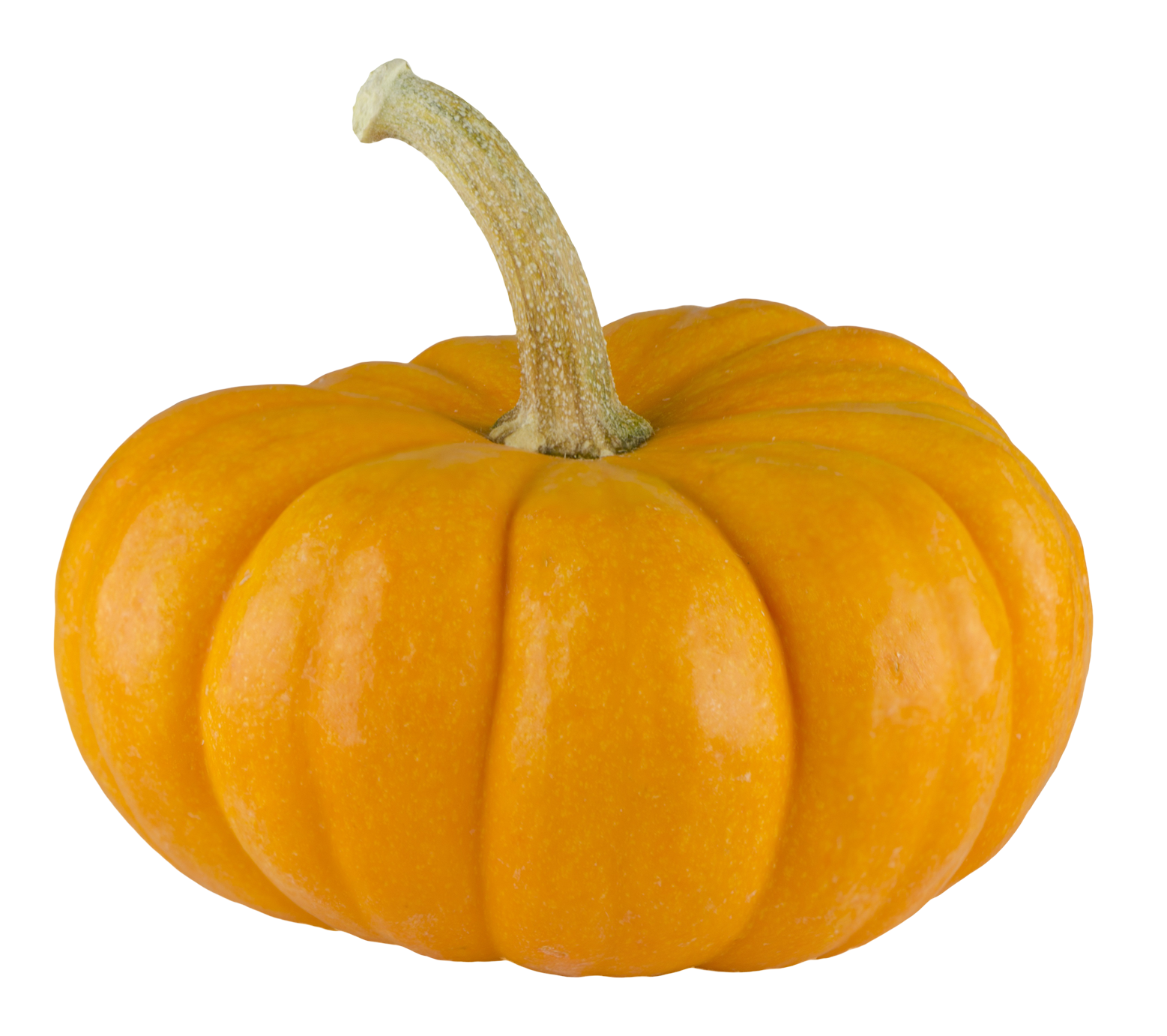 Squash Acorn HQ Image Free Transparent PNG Image