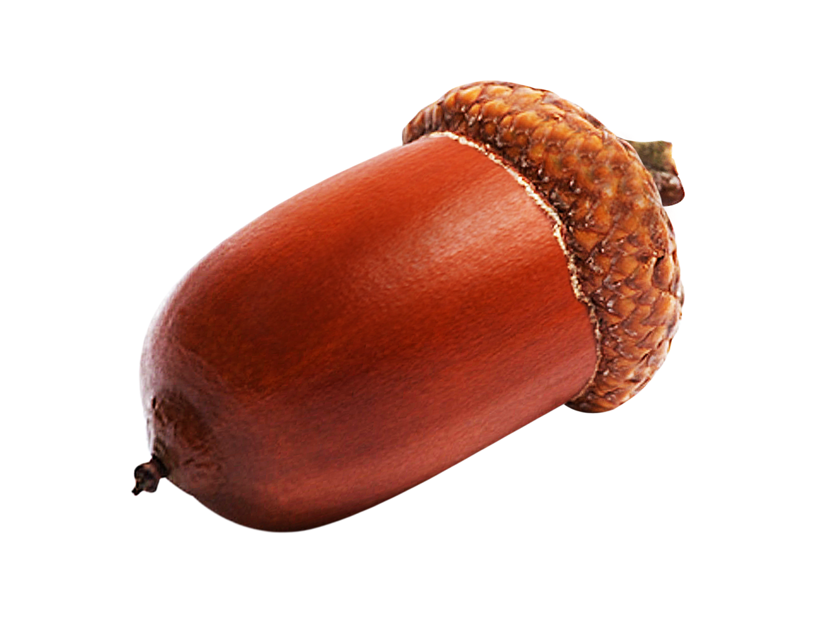 Picture Acorn Free HQ Image Transparent PNG Image