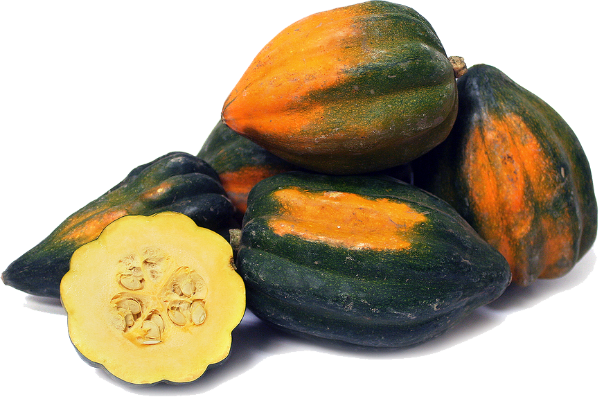 Squash Acorn PNG Download Free Transparent PNG Image