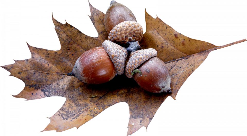 Acorn Free HD Image Transparent PNG Image