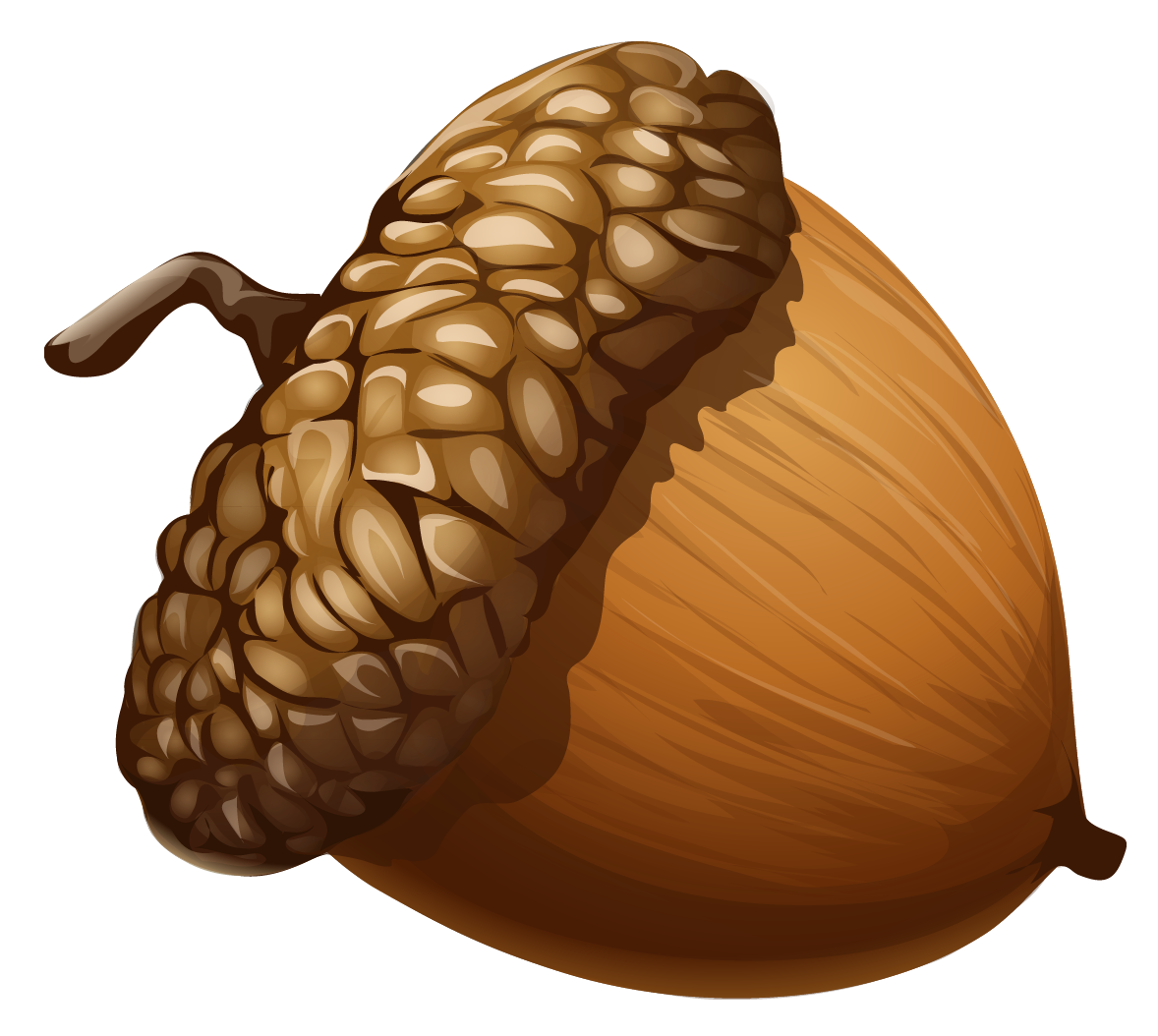 Acorn Free Clipart HD Transparent PNG Image