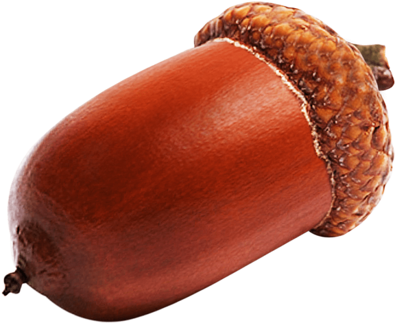 Acorn Free Download PNG HQ Transparent PNG Image