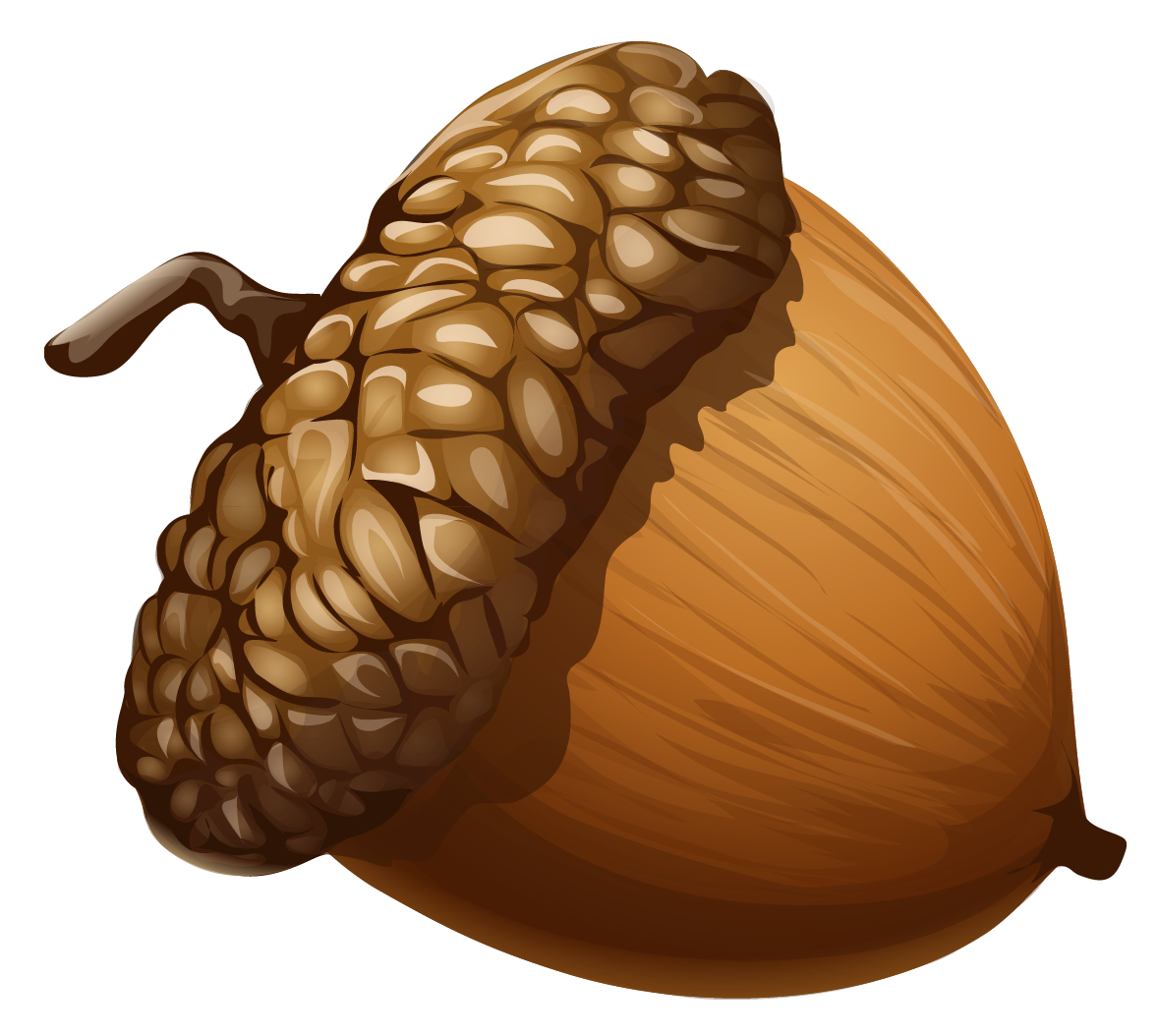 Acorn Png 5 Transparent PNG Image