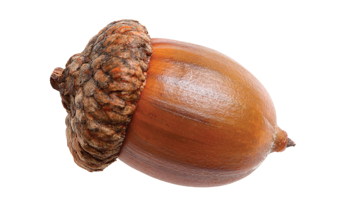 Acorn Png 2 Transparent PNG Image