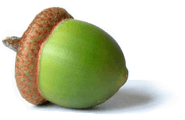 Acorn Png Image Acorns Transparent PNG Image