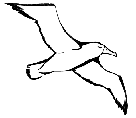 Albatross File Transparent PNG Image