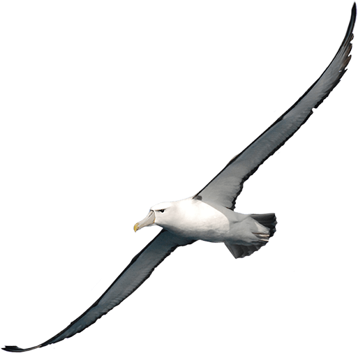 Albatross Clipart Transparent PNG Image