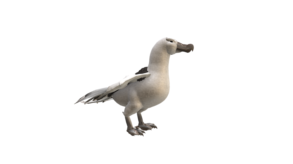 Albatross Hd Transparent PNG Image